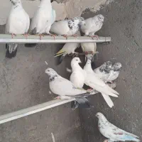 کبوتر  کفتر  کوتر