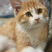 واگذاری گربه ی نر فوری (رایگان)