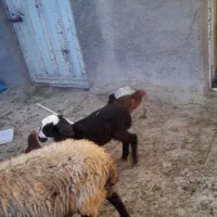 گوسفند و بره