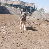 قصاب|سگ|ارومیه, |دیوار