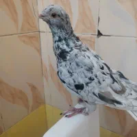 پرنده خوشگل نوک ریز زیبا|پرنده|مشهد مرغاب, |دیوار
