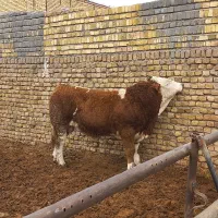 گوساله نر سیمینتال