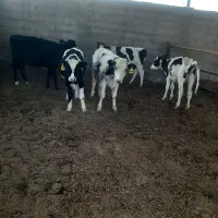 گاو گوساله|حیوانات مزرعه|درودزن, |دیوار