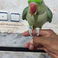 شاه طوطی نر|پرنده|ایرانشهر, |دیوار