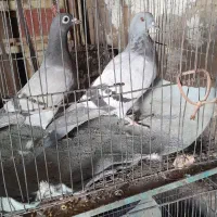 کبوتر فروشی|پرنده|شاهرود, |دیوار