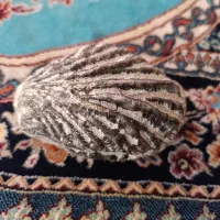 فسیل صدف دو کفه پلمپ