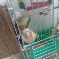 جفت گرینچیک آناناسی...|پرنده|طبس, |دیوار