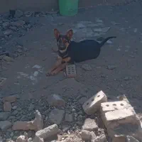 ورکلاین ماده شا توله ۵ ماه زرنگ و حرف گوشکن