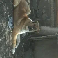 سگ خراسانی