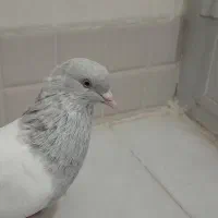 نر الماسی جوان  اماده جفت کردن