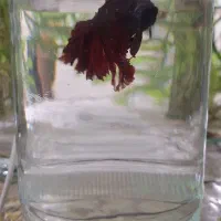 ماهی تنگی|ماهی|خاش, |دیوار