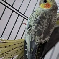 عروس هلندی گلباقالی