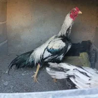 خروس نیکشهر|حیوانات مزرعه|قصرقند, |دیوار