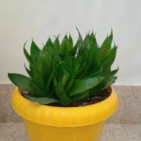 سانسوریا.پاکوتاه