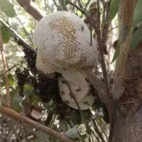 عسل طبیعی درجه یک به شرط ارسال از خوزستان|خوردنی و آشامیدنی|جلفا, |دیوار