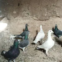 ده تا کبوتر آلمانی پرشی