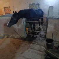 پانسیون و کشش خرید و فروش سواری کردن اسب