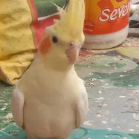 عروس هلندی عنبرآباد|پرنده|عنبرآباد, |دیوار