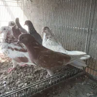 کبوتر پرشی|پرنده|سیرجان, |دیوار