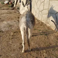 خر یا الاغ ماده|حیوانات مزرعه|مشهد, طبرسی شمالی|دیوار