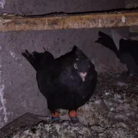 سیاه و طوقی