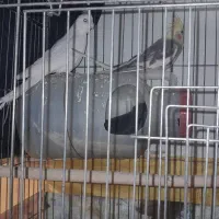 دو عدد عروس هلندی جفت