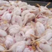 غذای سگـ..تلفات مرغ گوشتی تازه