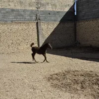 کره مادیون پنج ماهه|اسب و تجهیزات اسبسواری|اصفهان, باغ زرشک|دیوار