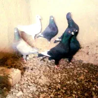 کبوتر دورگ|پرنده|شاهینشهر, خبرنگار|دیوار