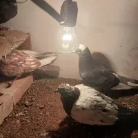 با سلام ۴هار عدد کفتر|پرنده|اهر, |دیوار