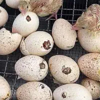 تخم بوقلمون نطفه دار