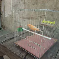 قناری پرتغالی آنتیک|پرنده|چهاردانگه (تهران), |دیوار