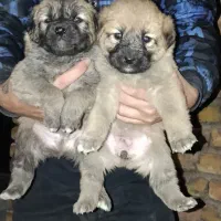 توله سگ سرابی ذات قدیم|سگ|مبارکه, |دیوار