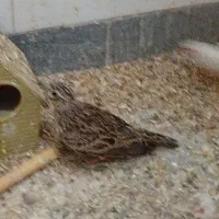 سهره|پرنده|ساوه, |دیوار