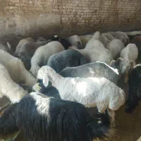 گوسفند زنده بره  (بره چاق بره گوشت) کم چربی