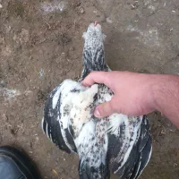 جوجه مرغ پر ۲ماهه سرحال