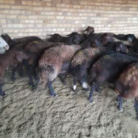 میش افشار ی|حیوانات مزرعه|رضویه, |دیوار