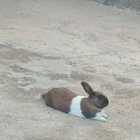 خرگوش