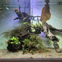 آکواریوم تراپی حرفه ای