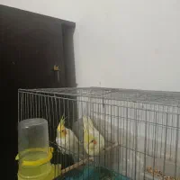 عروس هلندی|پرنده|سیرجان, |دیوار