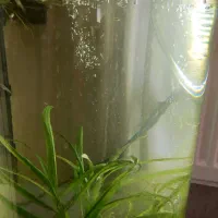 فروش تعدادی ماهی و آکواریوم استوانه ای|ماهی|محمدیه-قزوین, |دیوار