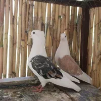 دوبال دوکت عتیقه