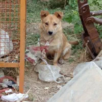 پامر روباهی