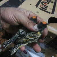 سهره نر کهنه درجه یک|پرنده|خمینی‌شهر, |دیوار