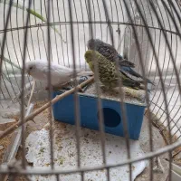 جفت|پرنده|مشهد, سمزقند|دیوار