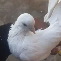 تهرانی بازی دار شکار