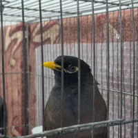 مرغ مینا سخنگو|پرنده|پلدختر, |دیوار