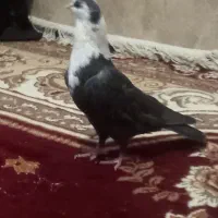 کفتر مخمل|پرنده|شیراز, شاپورجان|دیوار