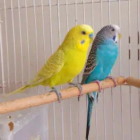 جفت مولد مرغ عشق|پرنده|قزوین, |دیوار