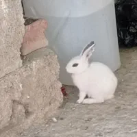 خرگوش،لوپ،سالم،سرحال